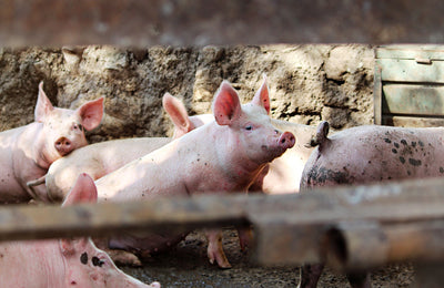 Furaje Porci: solutia nutritiva ideala pentru cresterea eficienta