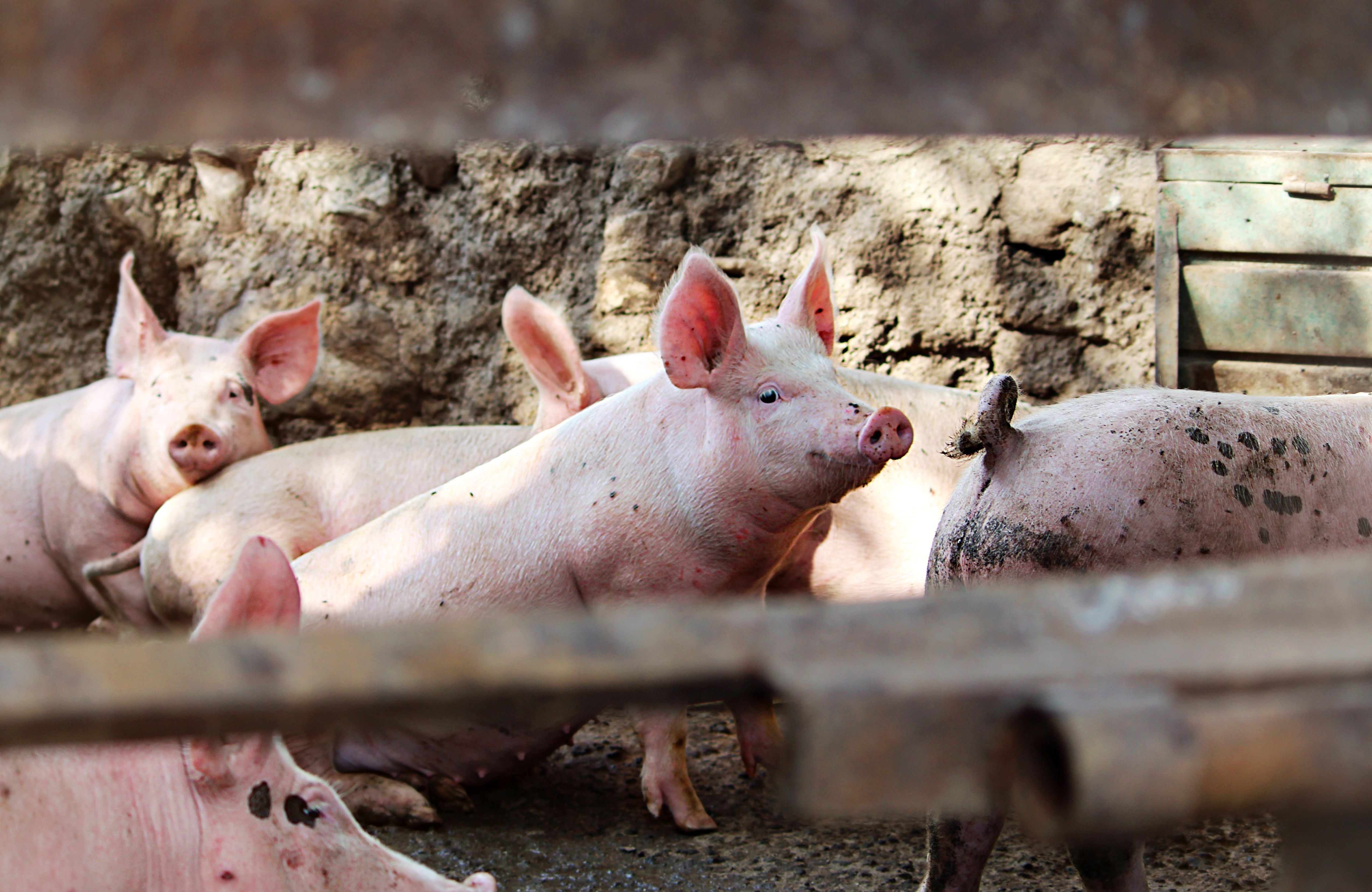 Furaje Porci: solutia nutritiva ideala pentru cresterea eficienta