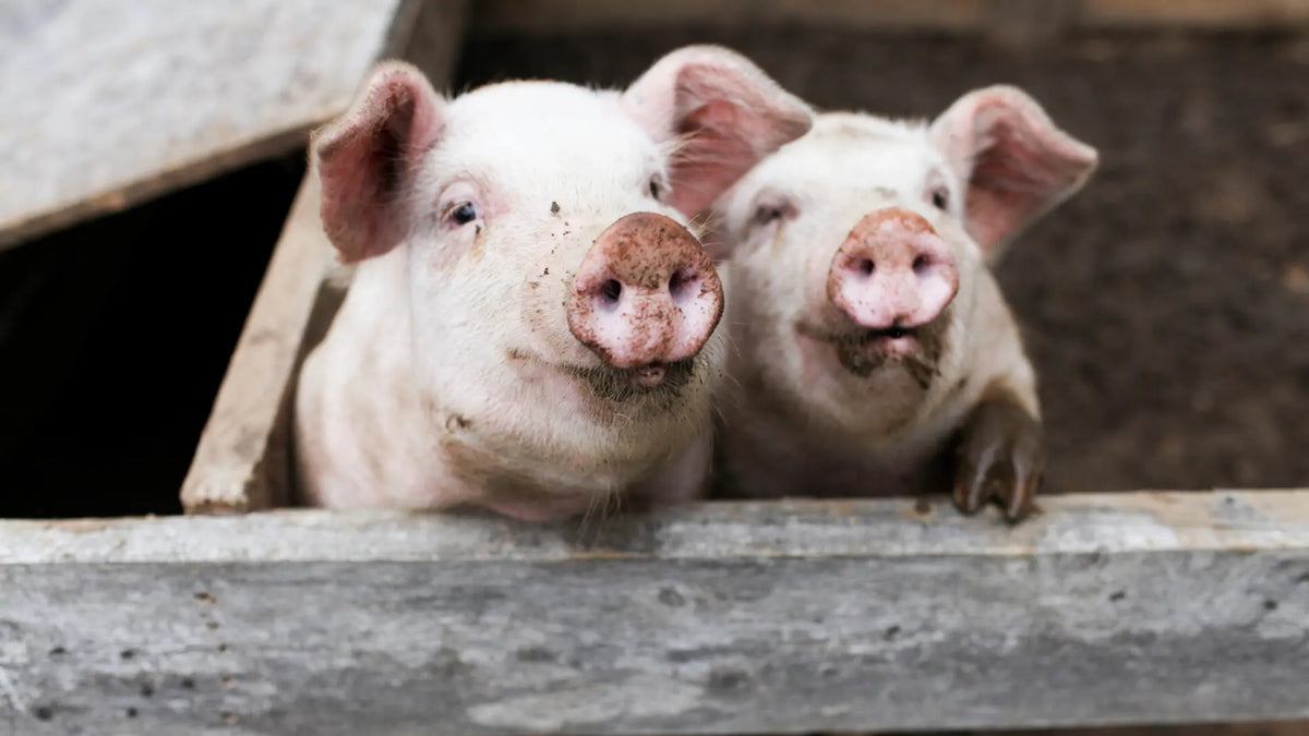 Porci in grajd